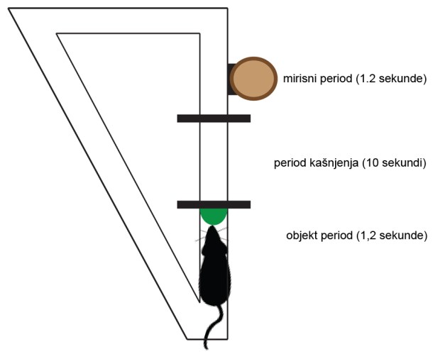 Prolazak vremena. Pacov prolaz kroz test od 3 faze, računajući i fazu kašnjenja. Elektrode beleže aktivnost "vremenskih" ćelija u mozgu